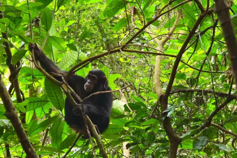 Gombe Stream National Park