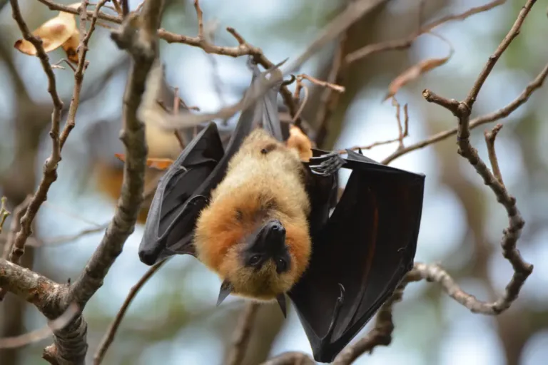 Pemba Island aktiviteter